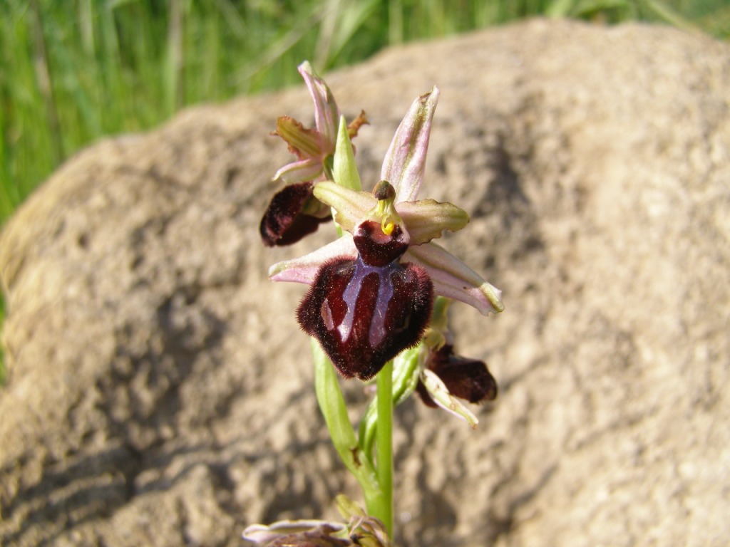 Ophrys passionis subsp. passionis? Gargano